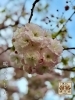 緑道の八重桜「緑道の八重桜が咲きました」