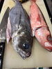 釣りたての新鮮魚！「釣り職人便！」