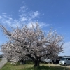 桜の季節ですね♪お散歩がてら薬局にもお立ち寄りください