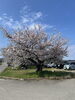 満開の桜がお出迎え「桜の季節ですね♪お散歩がてら薬局にもお立ち寄りください」