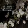 夜桜とセールのご案内🌸