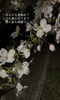桜の森公園の夜桜「夜桜とセールのご案内🌸」
