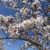 満開の桜の下、春のお疲れリセットしませんか？