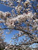 自然に癒やされるひととき「満開の桜の下、春のお疲れリセットしませんか？」