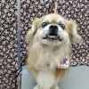 風呂love💖【どっぐさろんあきゅ　京都市南区上鳥羽　小型犬専門　トリミング　ペットサロン】