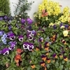 馬やど花壇に植えてあるお花が今年一番綺麗に咲き誇っています！！　【横須賀にある　喫茶店　食事と喫茶 馬やど】