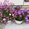職員が持ち寄ったお花が満開になりました🌸