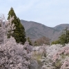 花見に行ってきたよ🌸