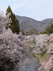 満開の桜「花見に行ってきたよ🌸」