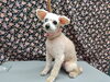 がんばったね「トリミングがんばろう【どっぐさろんあきゅ　小型犬専門　トリミング　ペットサロン　京都市南区上鳥羽】」