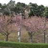 サクラ開花情報