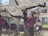 「満開の桜の下でお花見タイムを楽しみました」