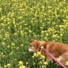 菜の花の中のハナちゃん