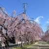 喜多方しだれ桜と一緒に、夜ドーナツとアサイーボウルをどうぞ