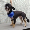 つるつるカット【どっぐさろんあきゅ　小型犬専門　トリミング　ペットサロン　京都市南区上鳥羽】