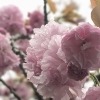 ボタン桜が見頃に🌸桜の開花状況