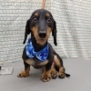 皮膚が柔らかい【どっぐさろんあきゅ　小型犬専門　トリミング　ペットサロン　京都市南区上鳥羽】
