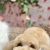 【新潟市中央区】トリミングサロンHappy Tail｜初めての方へのご案内