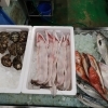 📣本日の店内情報🐟