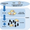 生殖補助医療（ART）がマウスの「その後の世代」に与える影響とは