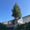 伐採のお見積り