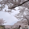 桜終わったね…我が子とあと何回、一緒に桜を見られるでしょうか
