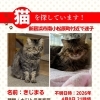 【新居浜市南小松原町付近】迷い猫を探しています（不明になった日：2026年4月8日）