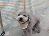 可愛さも快適さも手に入れよう「かなり伸びてた【どっぐさろんあきゅ　小型犬専門　トリミング　ペットサロン　京都市南区上鳥羽】」