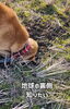 「地球の裏側に行きたい犬の話」