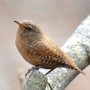 🐦✨お店のラッキーバード「みそさざい」って知ってる？