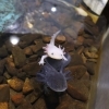 「ゆるふわ」なウーパールーパーに癒されよう🌷かすみがうら市水族館