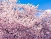 繊細な桜の花びらの囁き「新生活でお疲れの心と体に。アロマオイルで“ぐっすりリラックス”しませんか？」