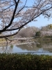 満開の桜、春の訪れを満喫「ランニング後の腰・お尻の重だるさに｜骨盤と股関節から整えるランナー整体」