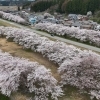 ⌘⌘⌘　水辺の楽校🌸桜　⌘⌘⌘