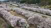 「⌘⌘⌘　水辺の楽校🌸桜　⌘⌘⌘」