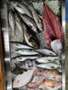 令和8年4月13日 店内「📣本日朝のお魚情報🐟」
