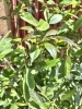 レモンの木「【レストランスペラーレ】新芽が出て来ました🌱」