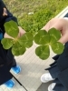 「ダブル四葉のクローバー♪(*^^*)」