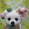 ポメラニアンのハッピーちゃん♪ 春色フラワー背景で桜コーデフォト！