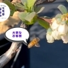 🐝【大事なお客様】ブルーベリーの花に可愛い助っ人がやってきました！
