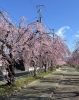 「満開の夜桜ドライブの締めくくりに、真夜中のドーナツをどうぞ」
