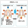 「正しい呼吸の仕【健康　呼吸　体調】」