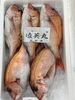 鯛「本日鮮魚入荷致しました」