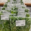 春野菜いろいろ入荷しました！