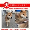 【西条市下島山甲４４７番地付近】迷い犬を保護しています！（※玉津駐在所近辺）