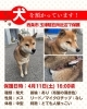 「【西条市下島山甲４４７番地付近】迷い犬を保護しています！（※玉津駐在所近辺）」