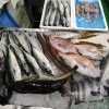 📣本日のお魚情報🐟