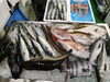 令和8年 4月14日 店内「📣本日のお魚情報🐟」