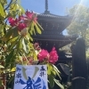 【令和8年5月限定】金蔵寺の特別御朱印「瀧」—初夏の訪れを彩る青色の一体