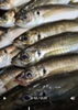 活きの良さをそのままに「釣りたて大原沖アジが入荷しました」